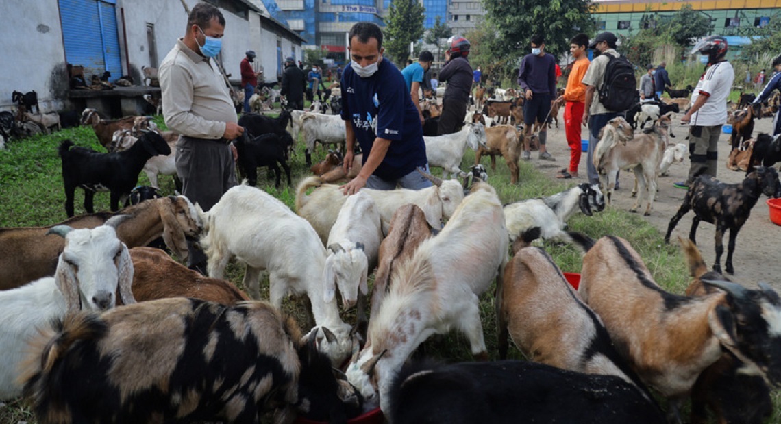 खाद्यले दाङका खसीबोका काठमाडौं पठाउन थाल्यो