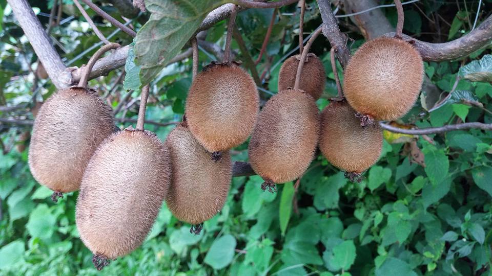 फल नपाक्दै किबी किसानलाई बजारको चिन्ता