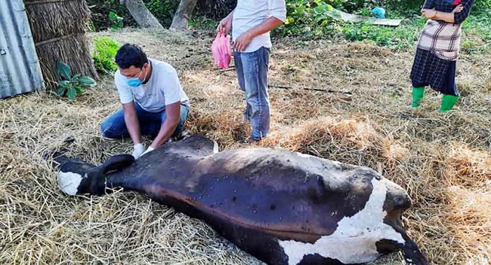 सत्ताइस हजारभन्दा बढी पशुलाई लम्पी स्किनविरुद्ध खोप लगाइयो