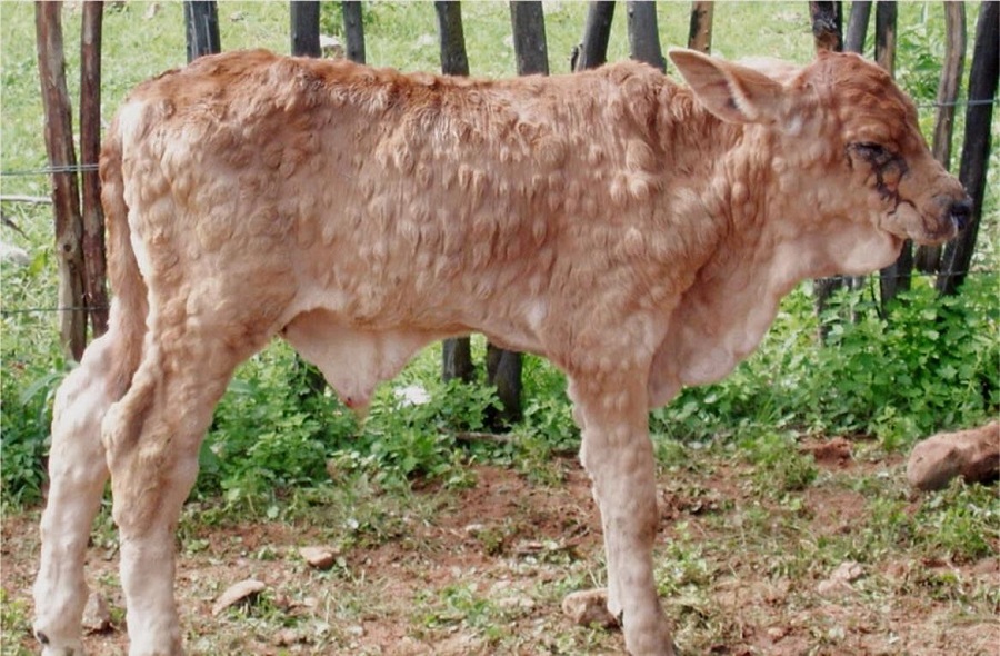 १५ दिनमै तीन लाख ४५ हजार पशुमा ‘लम्पी स्किन’ विरुद्धको खोप