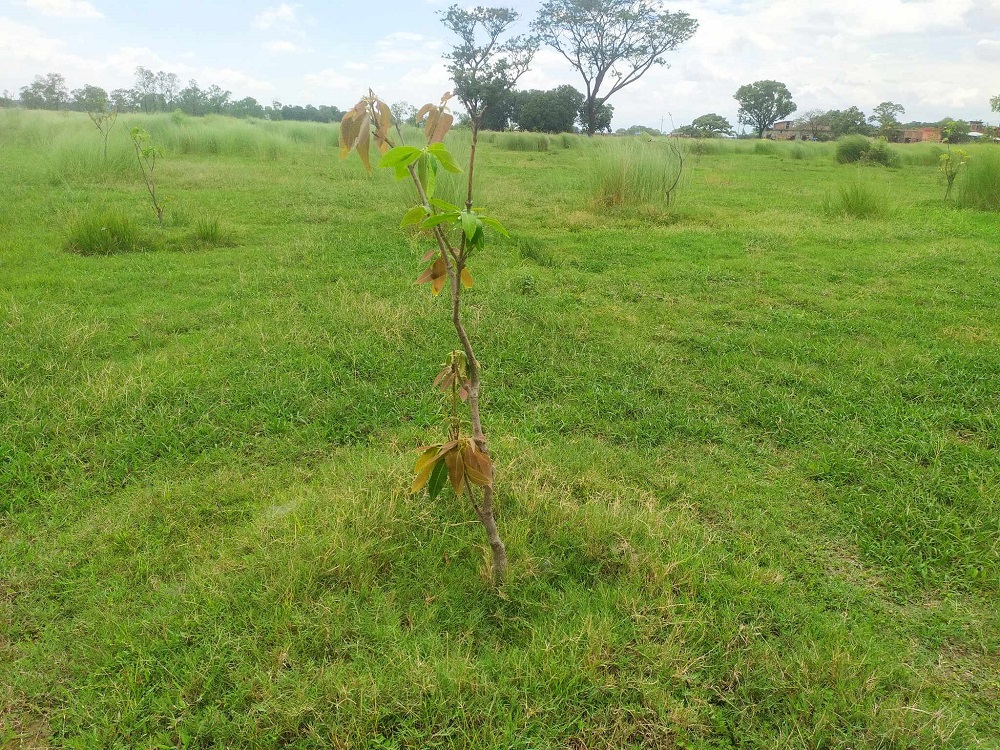 लुम्बिनीमा रोपेका करोडौं रुपैयाँका विरुवा नष्ट, आधा शताब्दीसम्ममा पनि पूरा भएन गुरुयोजना