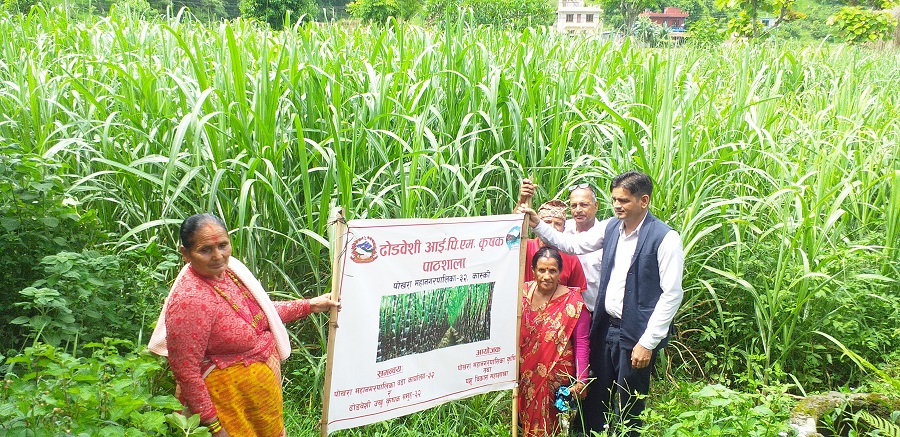 खुदोले चिनिएको गाउँ ढोडबेँसी र मालेपाटन, धानभन्दा दोब्बर आम्दानी