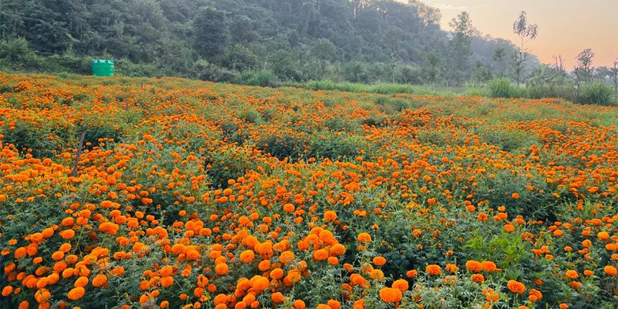सयपत्री फूलखेतीको ‘हब’ बन्दै तनहुँ