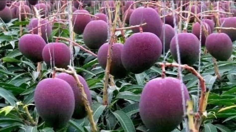 फलफूलको राजा ‘आँप’को सुरक्षाका लागि ३ जना सुरक्षा गार्ड र ६ वटा कुकुर
