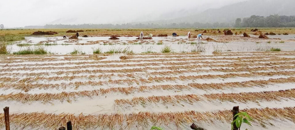 बर्षाले किसानको वर्ष दिनको खानेकुराको जोहोमा बज्रपात