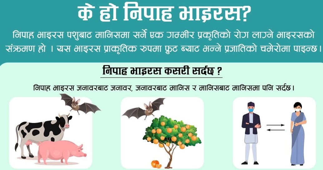 के हो निपाह भाइरस, यो कसरी सर्छ ?