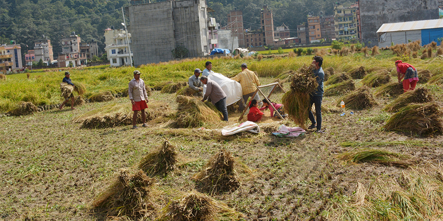 भक्तपुरका किसानलाई धान भित्र्याउन चटारो