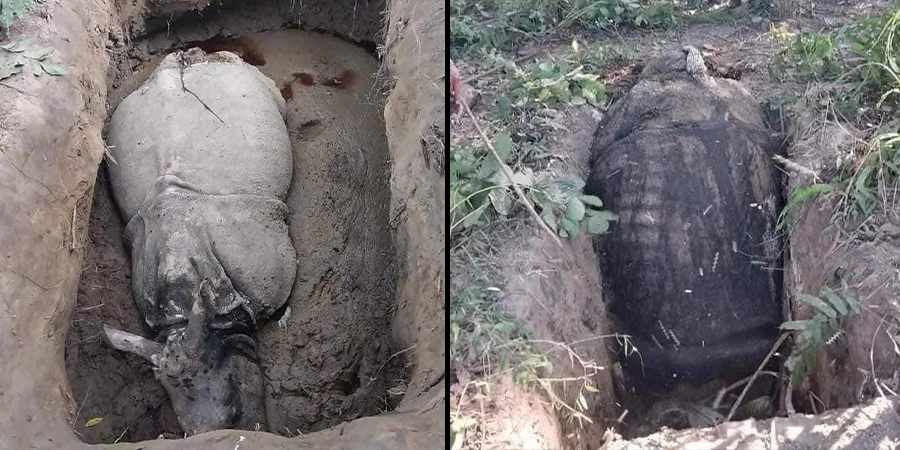 चितवन निकुञ्जमा सल्बलाए तस्कर, धराप थापेर दुई गैंडा मारे