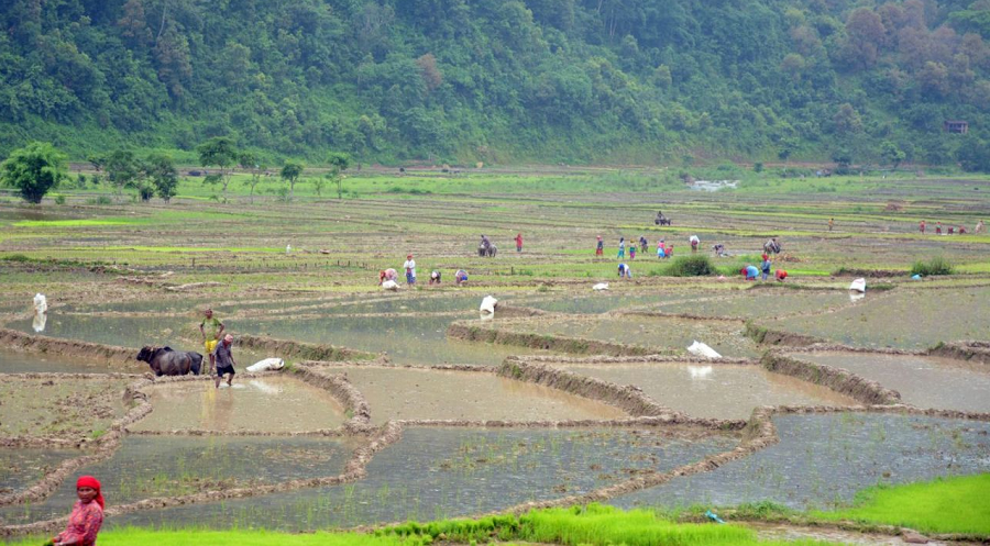 महोत्तरीमा ४०% मात्रै धान रोपाइँ, रोपेको धान पनि सुक्दै