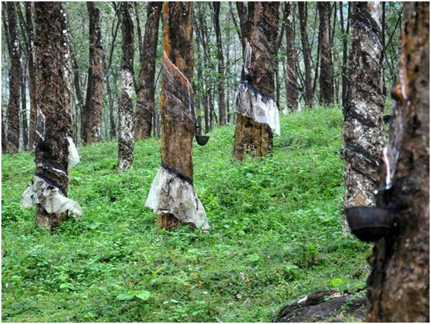 ‘रबर खेतीका पिता’ झापामा सम्मानित