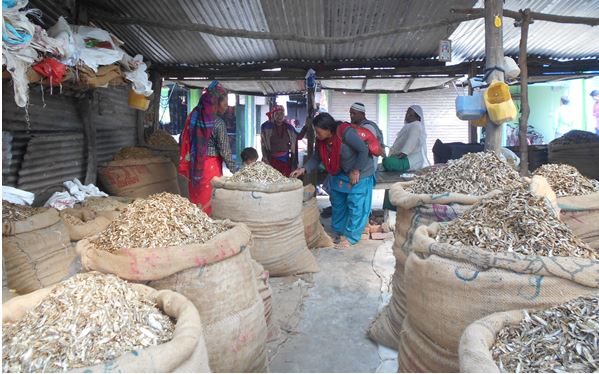 यो ठाउँमा फस्टायो सिद्राको व्यापार