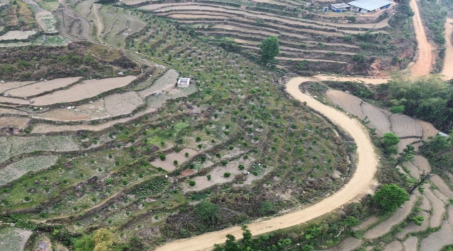 पाँच भाइको लोभलाग्दो पौरख