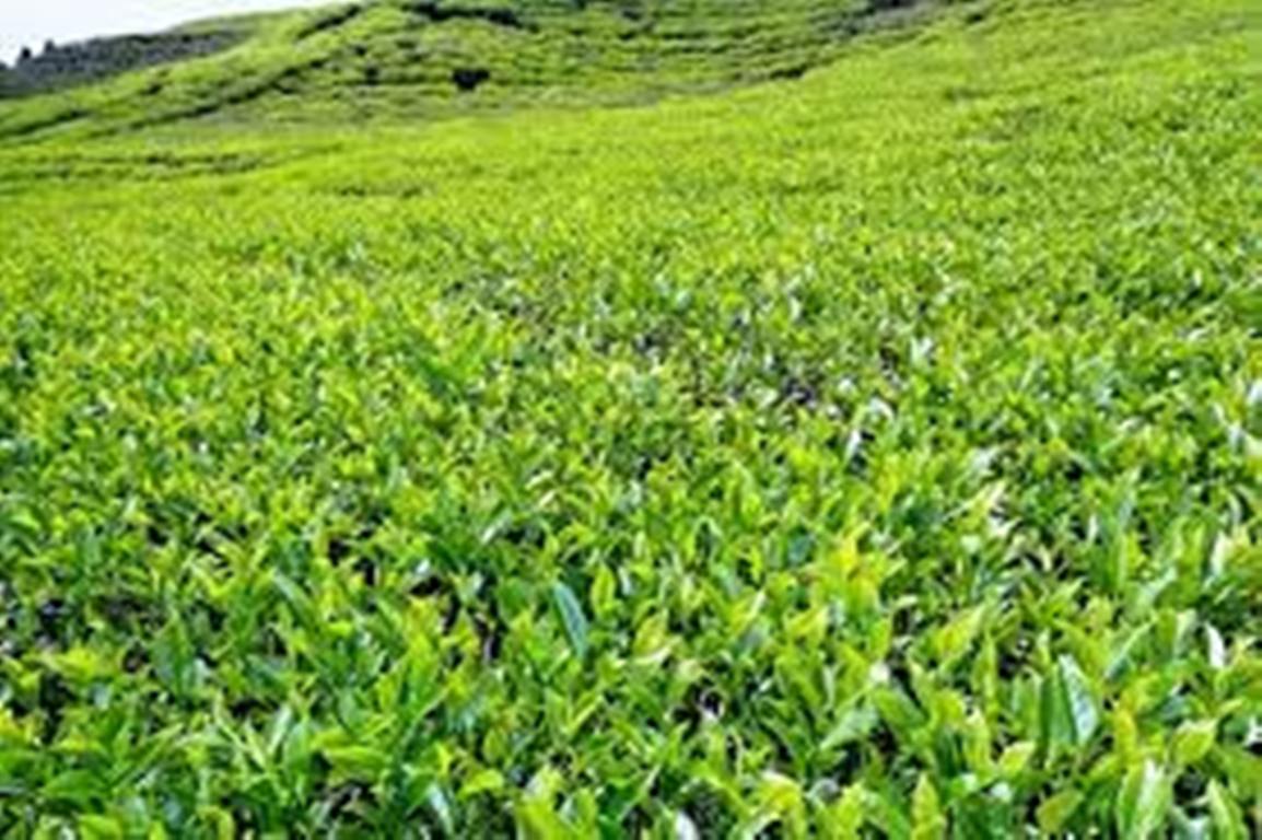 अब नेपालमै पहिलो पटक चिया प्रविधिको पढाइ पनि हुँदै