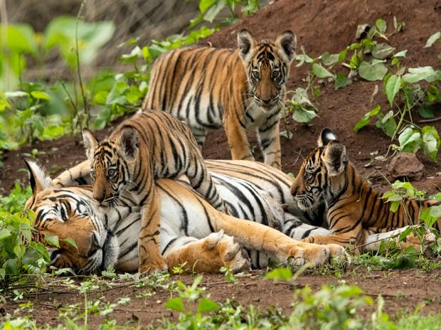 चितवन निकुञ्जमा बाघ सर्वेक्षणको काम सकियो