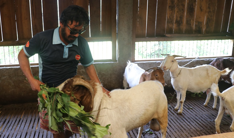 व्यावसायिक बाख्रापालनमा कम्प्युटर इन्जिनियर