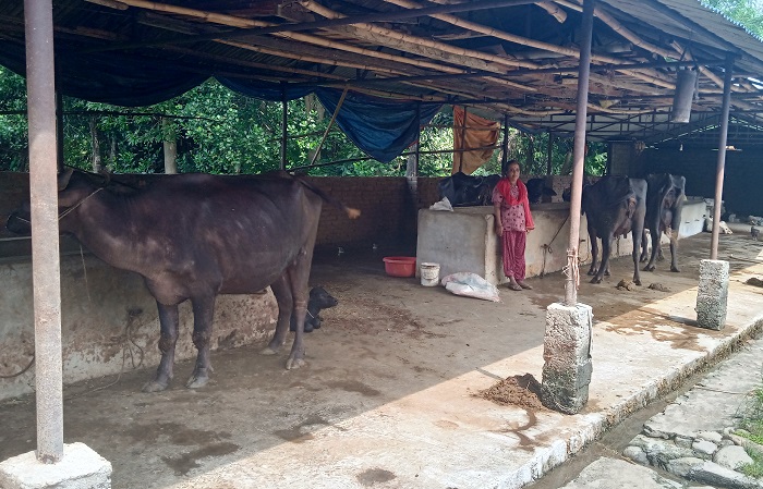 यो हो ग्लोवल आइएमई लघुवित्तले फेरिदिएको टुका देवीको कथा