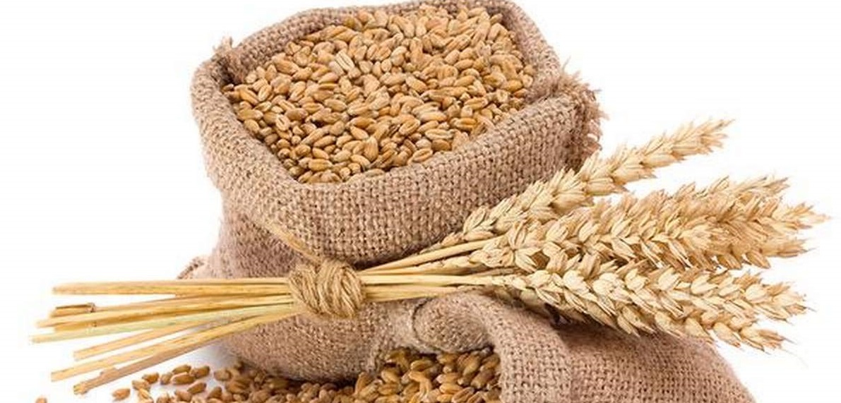 रुस–युक्रेन युद्धका कारण विश्वसामु खाद्य संकट, गहुँको मूल्यमा नयाँ रेकर्ड
