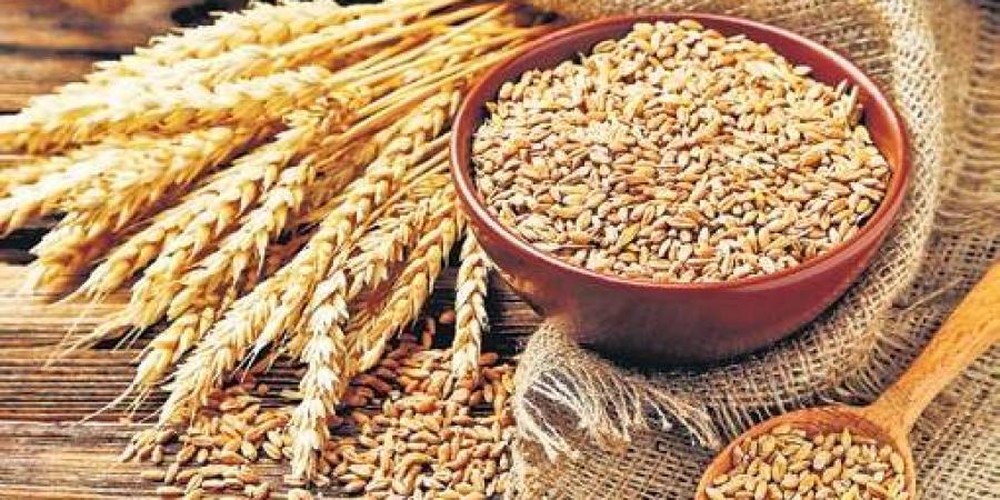 गहुँ निर्यात प्रतिबन्धले विश्वभर हलचल, जी ७ देशहरूले समेत भारतको आलोचना गर्यो