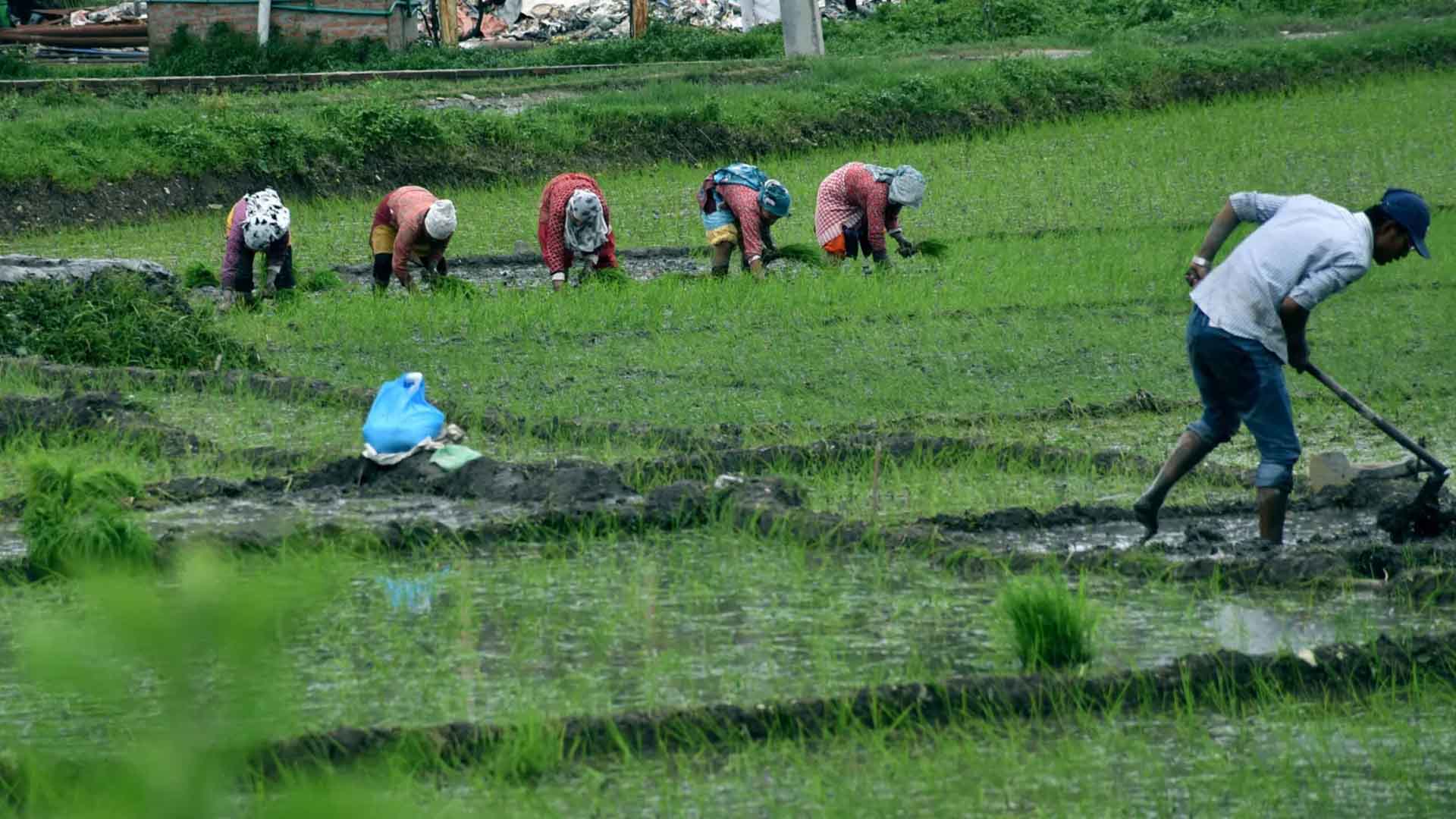 आज राष्ट्रिय धान दिवस, दहिचिउरा समेत खाने दिन