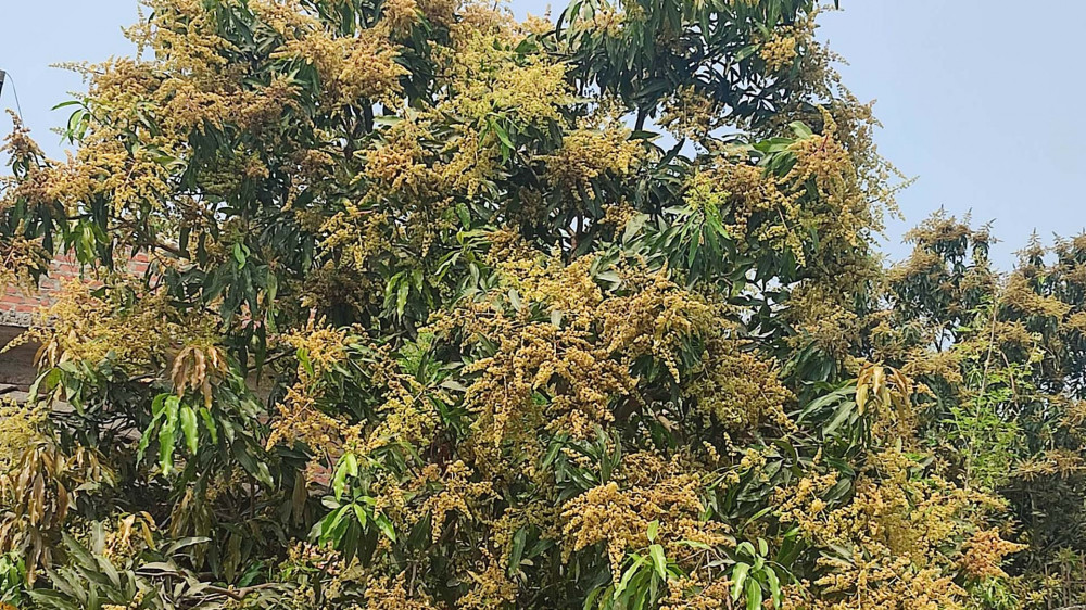 झपक्कै फुल्यो आँप