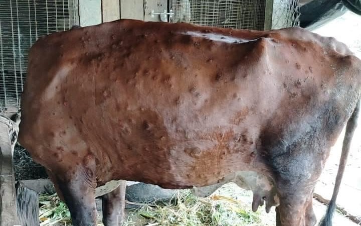 कृषिमा बेहाल निम्त्याएको ‘लम्पी स्किन’ रोगलाई महामारी घोषणा गर्न माग
